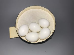 Say's Phoebe eggs