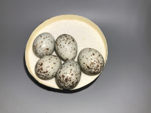 Woodhouse's Jay eggs