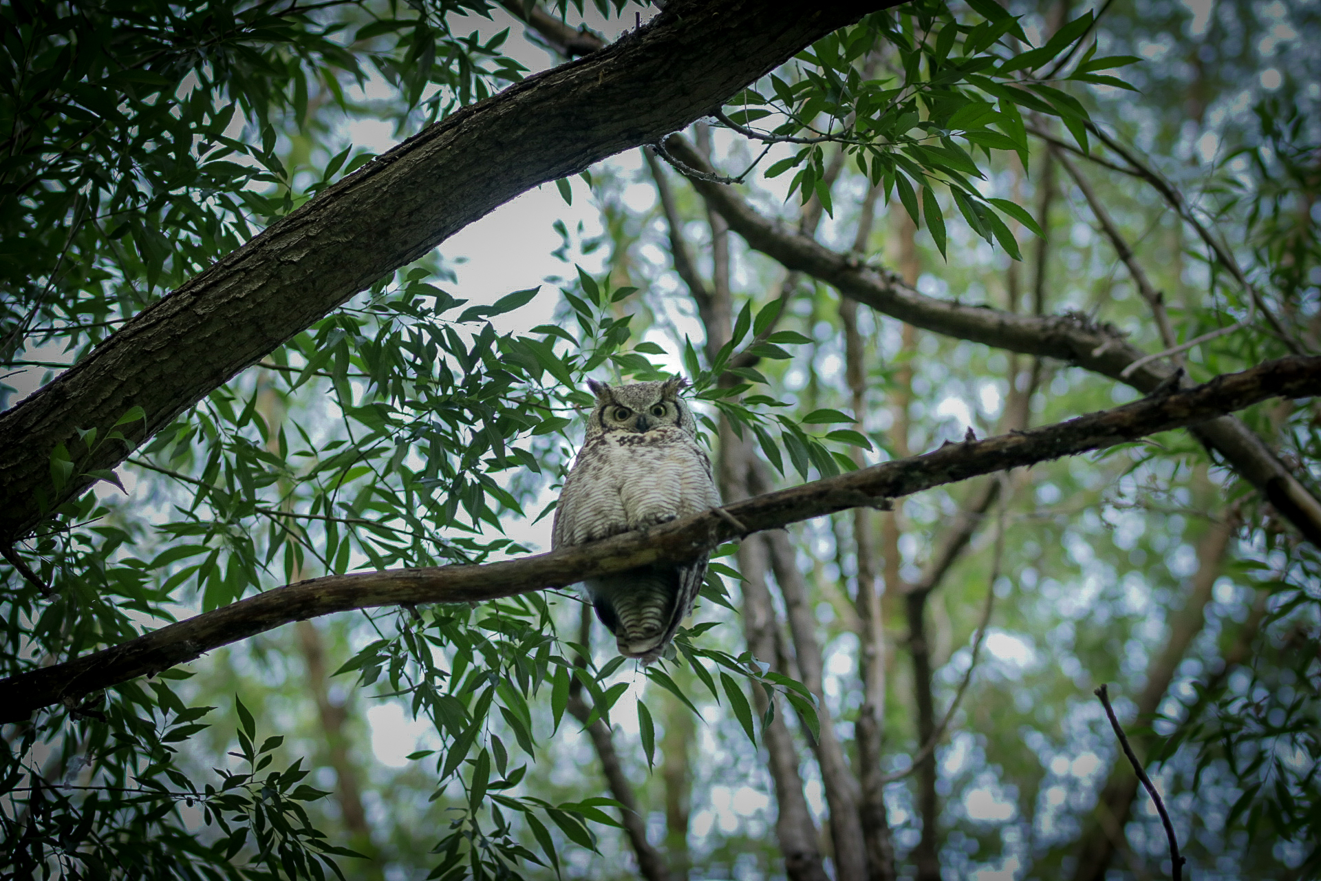Utah Lake field station owl