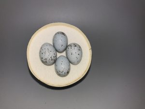 Brewers Sparrow eggs