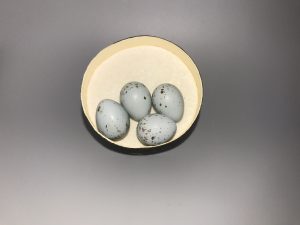 Clay Colored Sparrow eggs