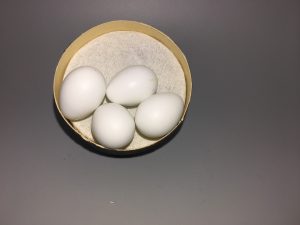 Gold Finch eggs