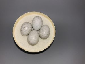 Green-Tailed Towhee eggs