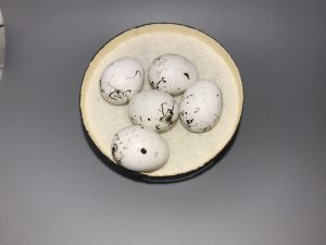 Lark Sparrow eggs