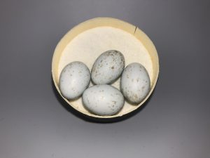 Olive Back Thrush eggs
