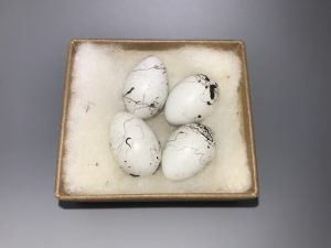 Oriole eggs