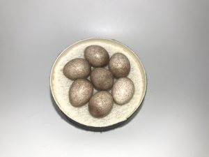 Parkman's Wren eggs