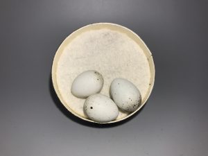Pine Siskin eggs