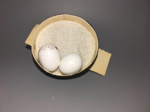 Rock Wren eggs