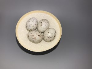 Savannah Sparrow eggs