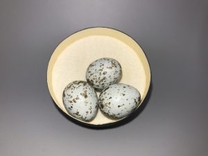 Spurred Towhee eggs