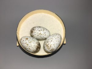 Western Evening Grosbeak eggs