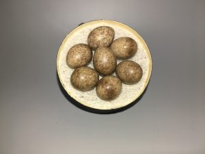 Western Marsh Wren eggs
