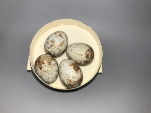Western Mockingbird eggs