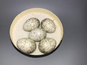 Loggerhead Shrike eggs