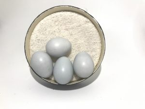 Willow Thrush eggs