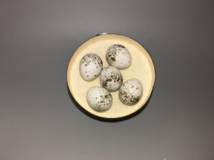 Yellow Warbler eggs