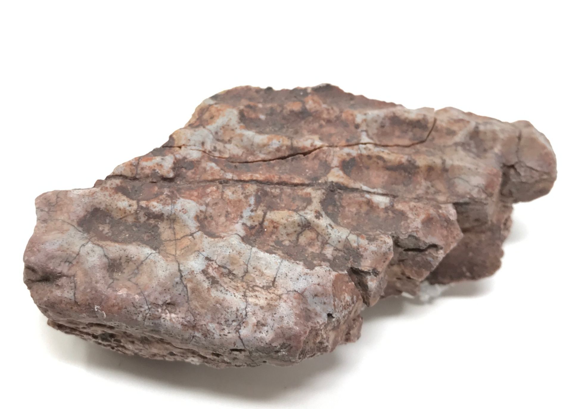Allosaurus Skin Fossil