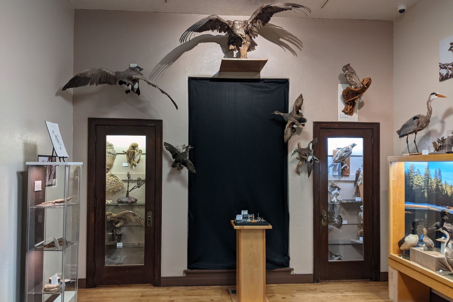 Taxidermy Birds - Bird Exhibit