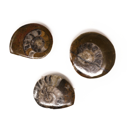 Ammonite Gift Shop Sample