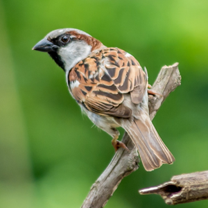 Audubon Bird Square