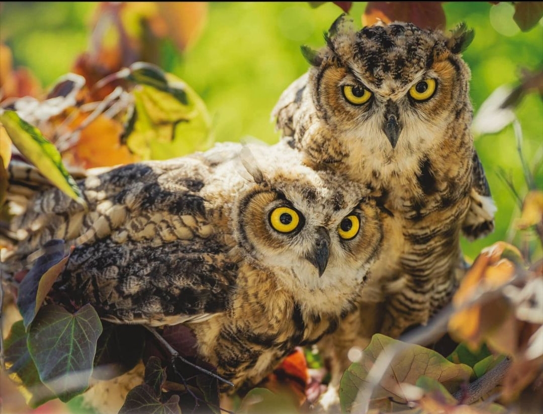 Utah Lake Jeff Beck owls