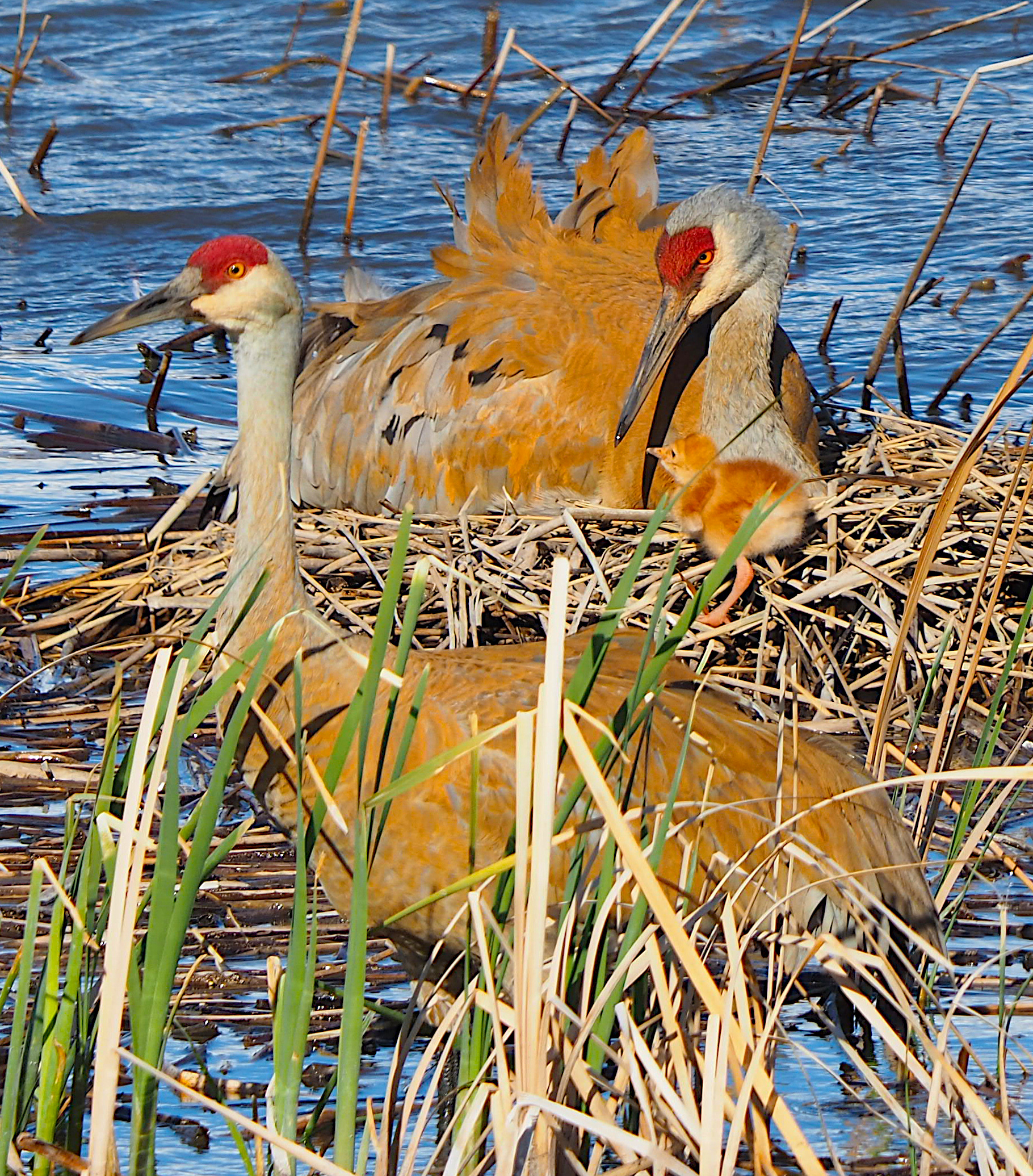 Utah Lake Nesting Cranes