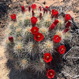 Mojave Kingcup Cactus SWR