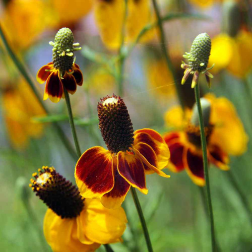 Wildflowers