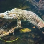 False Chameleon – Here’s What you need to Know