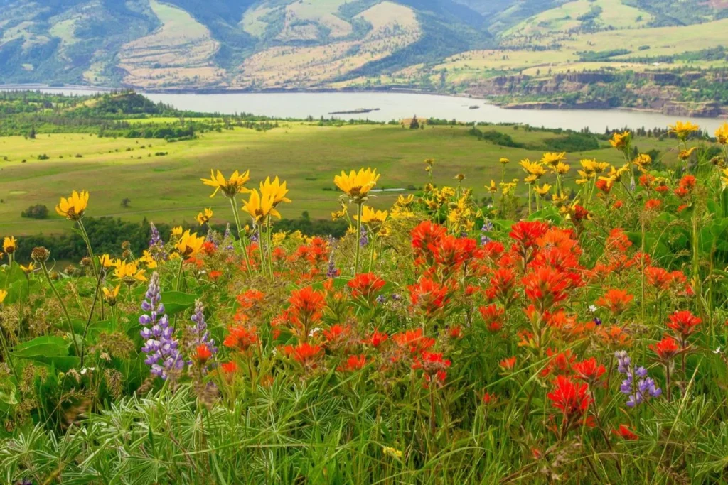 How to Grow Your Utah Lake Wildflowers?