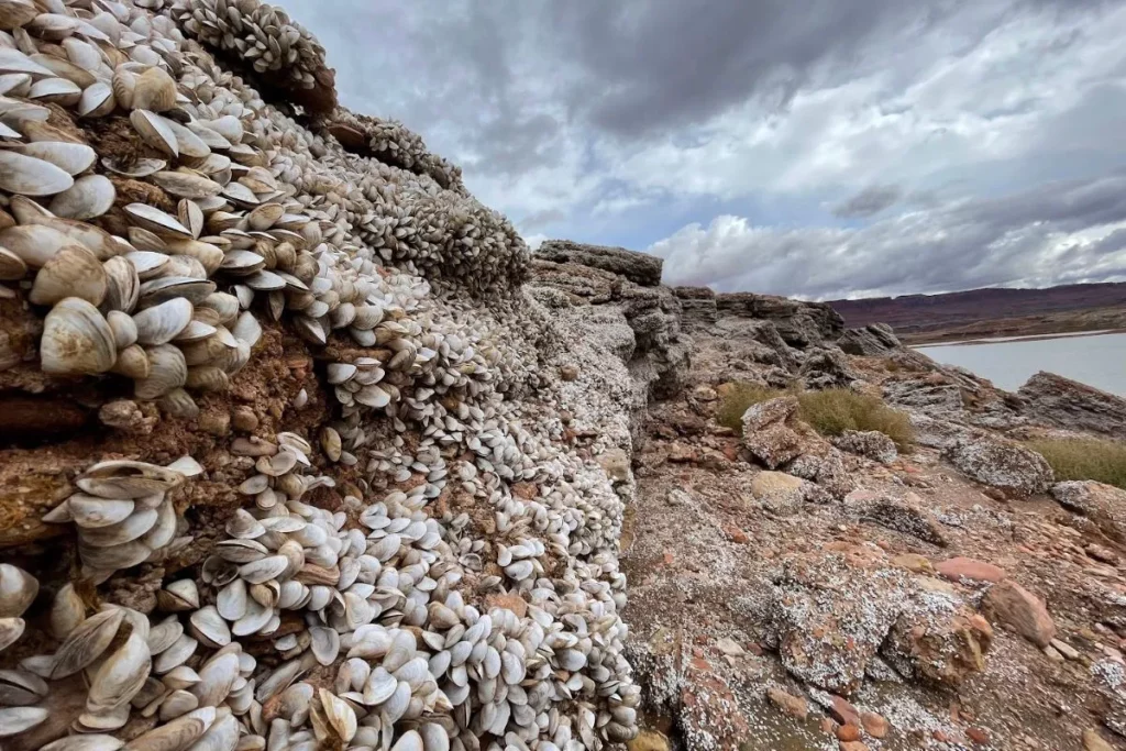 Invertebrates – Utah Lake Field Station
