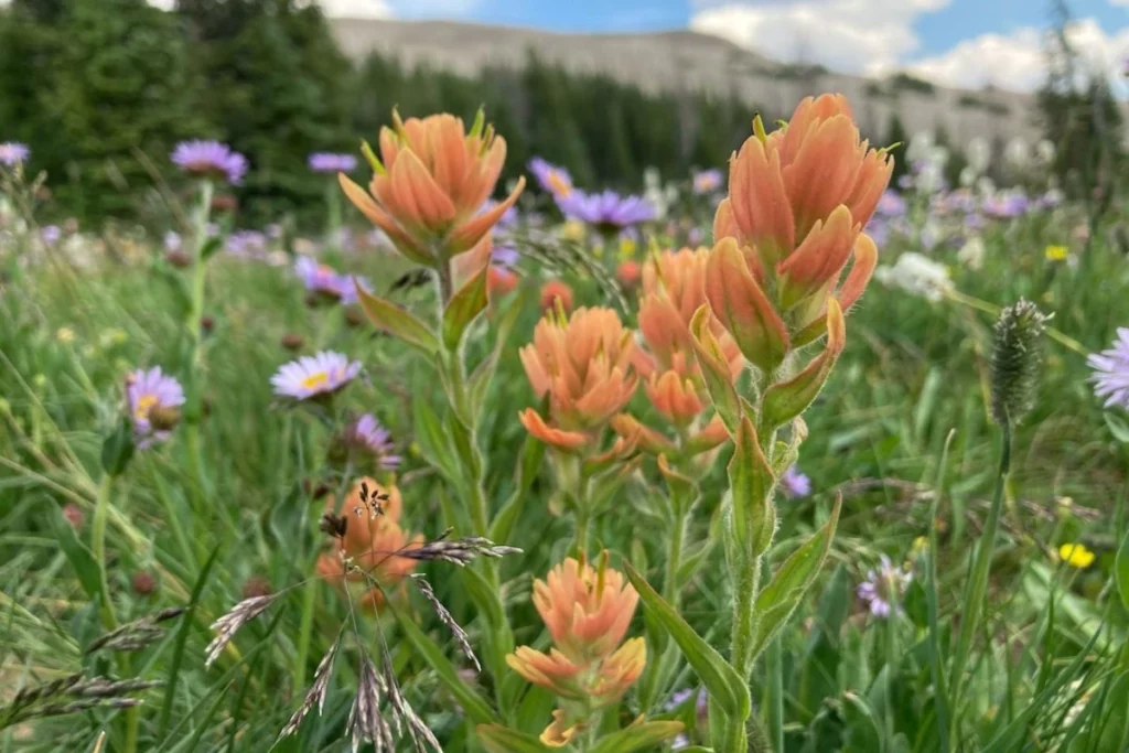 Native Utah wildflowers that are drought tolerant and help pollinators