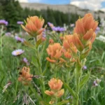 Native Utah wildflowers that are drought tolerant and help pollinators