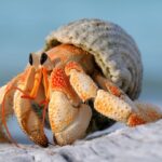 Hermit Crabs – Everything You Need to Know