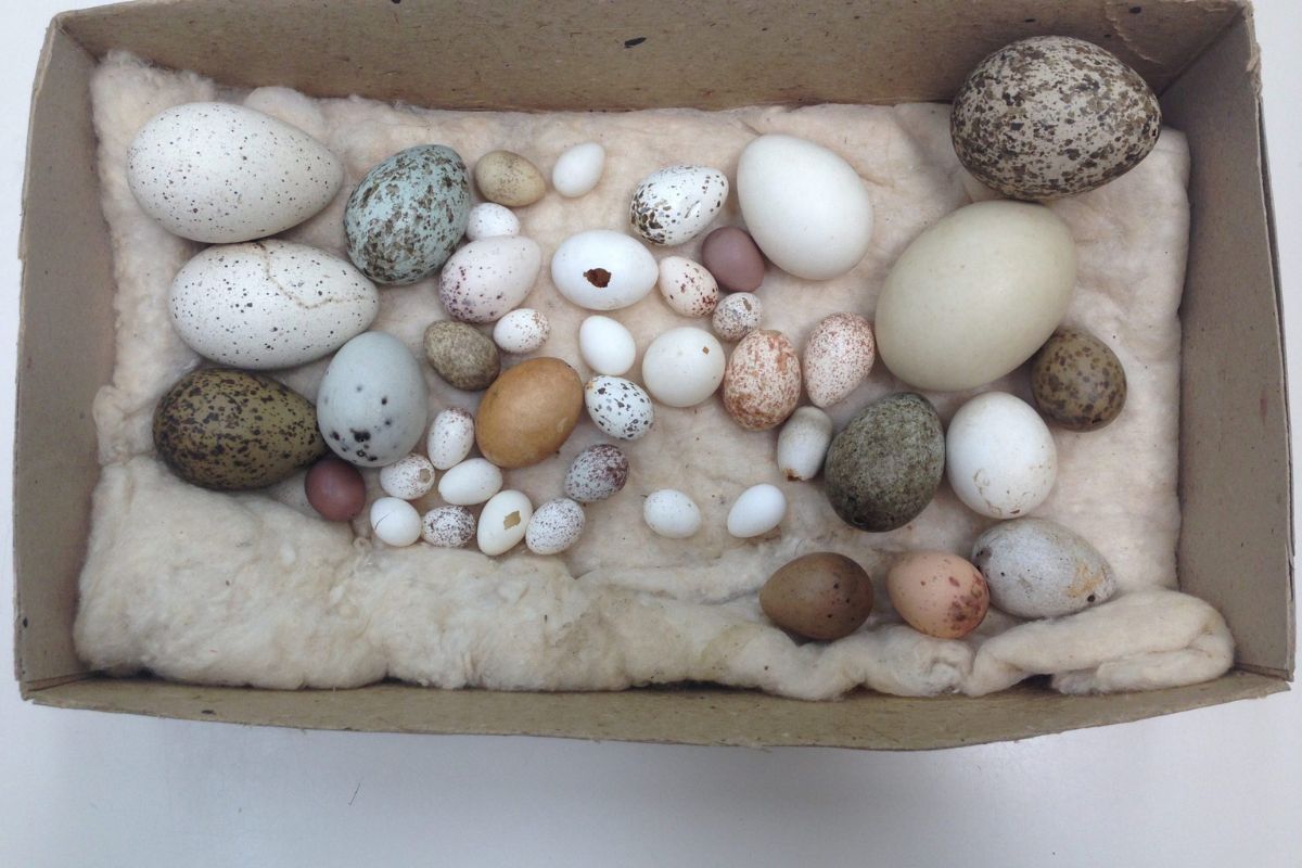 Oology (Egg) Collection History - Everything You Need to Know