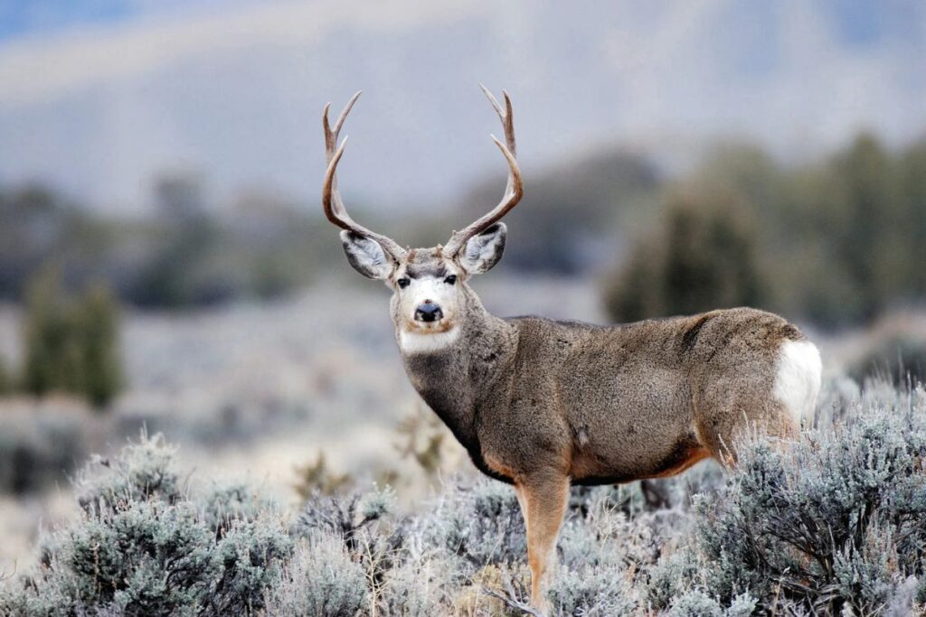Utah Wildlife Photography Contest - All You Need to Know