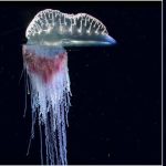 A 15-Meter Creature Found 6,000 Meters Down Left Scientists Rarely Speechless