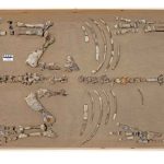 A 23-Million-Year-Old Arctic Rhino Is Rewriting Ancient Migration Maps