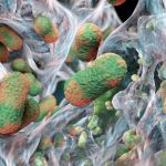 A Bacterial Sugar Found to Disarm Antibiotic-Resistant Pathogens in Mice