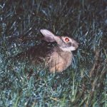 A Critically Endangered Hare Reappeared After 40 Years — Already Dead