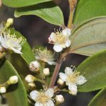 A Fast-Spreading Fungal Disease Is Putting Australia’s Newest Species at Risk