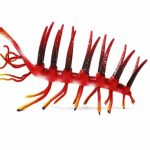 A Fossil Described in 1977 Just Revealed What the Ocean’s Weirdest Worm Eats