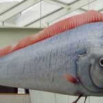 A Giant Oarfish Washed Ashore in Mexico and Scientists Are Concerned