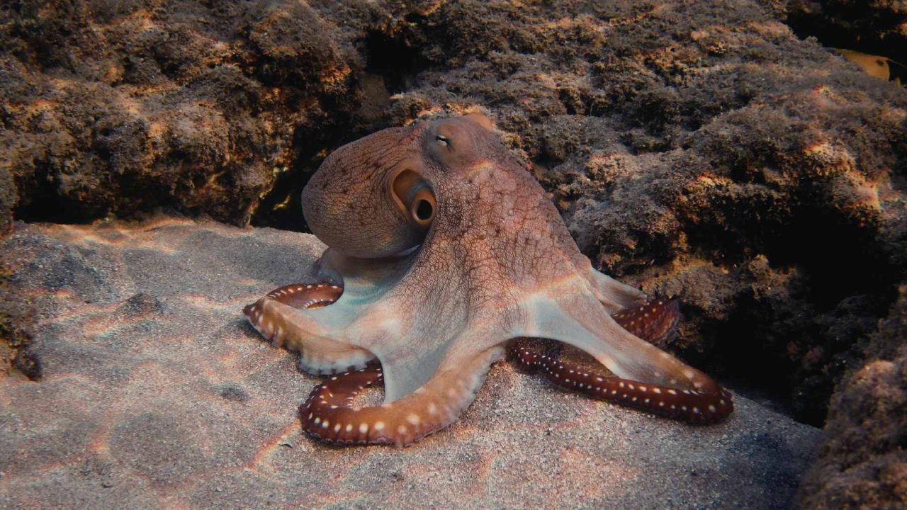 A Leading Zoologist Says Octopuses Could Build the Next Civilization