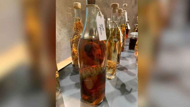 Alpine Viper Grappa Was Sold as Medicine — And the Cost Was Staggering