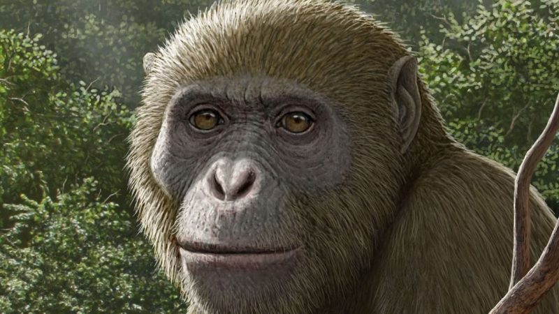Ancient Ape Fossils Found in Egypt Are Rewriting Africa’s Evolutionary Map
