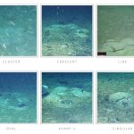 Antarctic Ice Was Hiding Thousands of Fish Nests No One Knew Existed