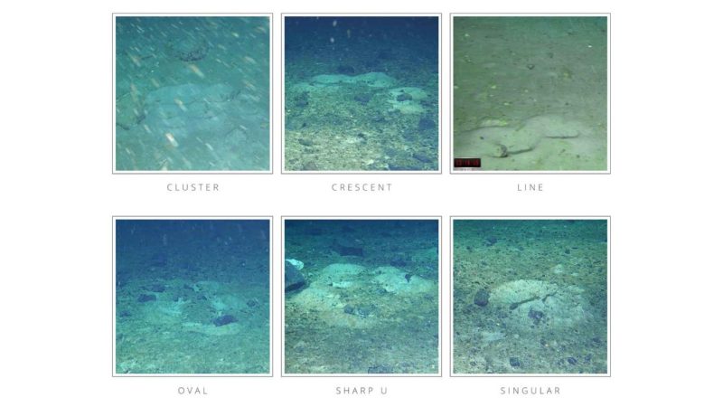 Antarctic Ice Was Hiding Thousands of Fish Nests No One Knew Existed