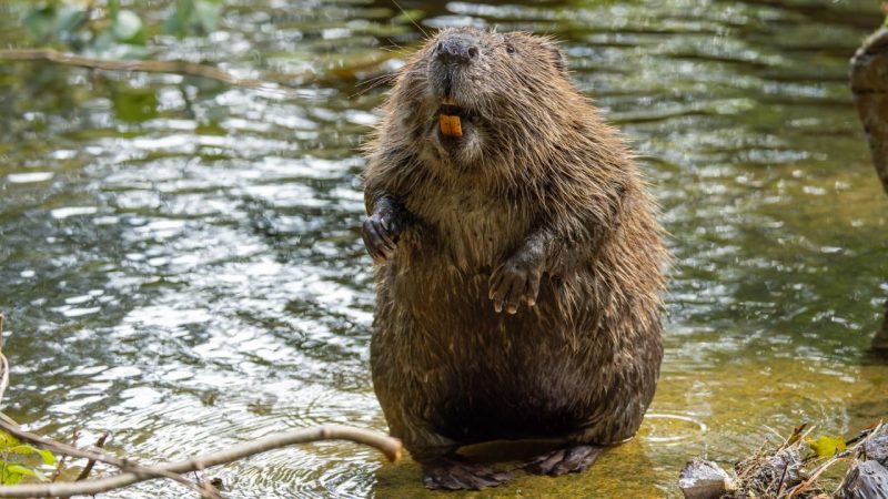 Beavers Are Quietly Storing Carbon in Ways Scientists Didn’t Expect